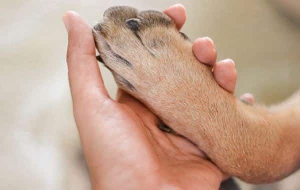 Corona de Caridad para Mascotas