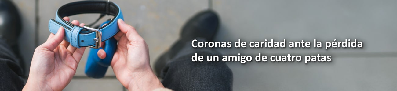 banner v6 titulo