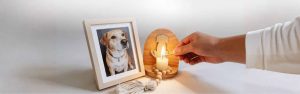 Regalos para duelo de mascota: Guía para honrar un amor incondicional