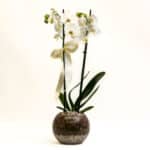 Orquídea Phalaenopsis Blanca